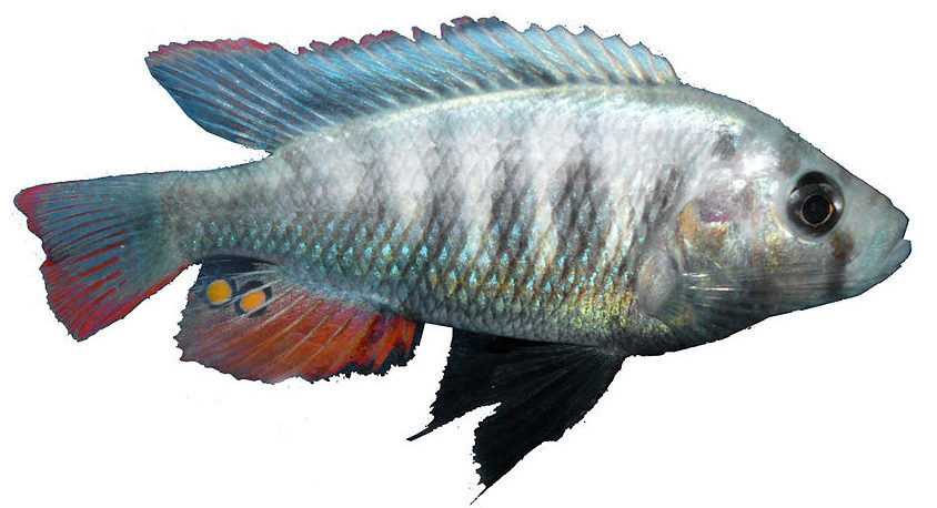 Silver fish with some darker gray vertical stripes along the body and bits of red on the back lower fin and tail fin.