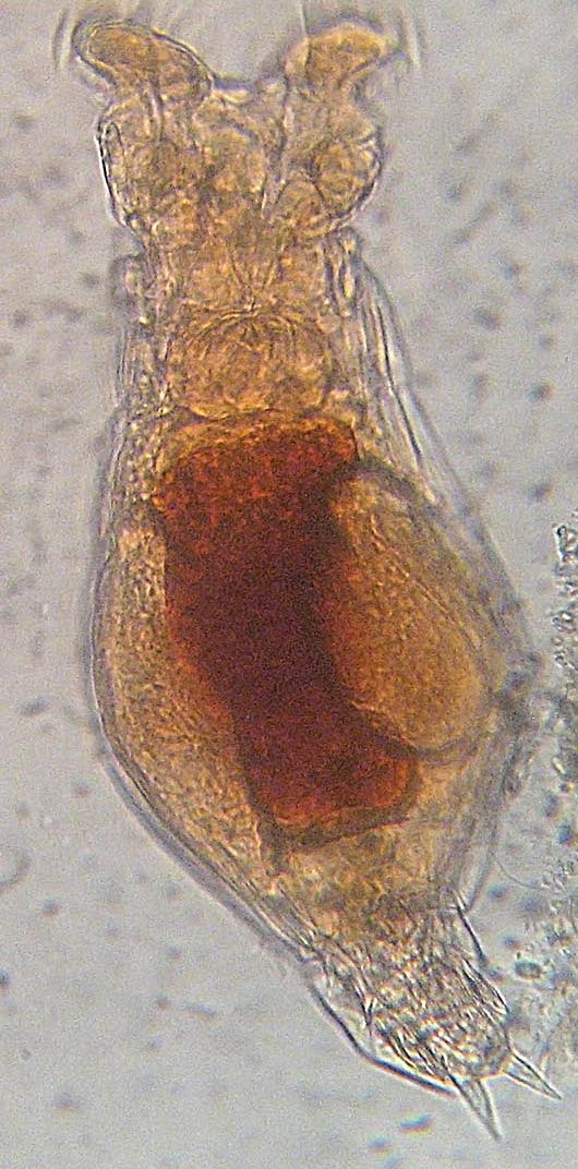 Microscopic image of a rotifer with a transparent outline and orange-ish inside with darker reddish-brown coloring in the center.