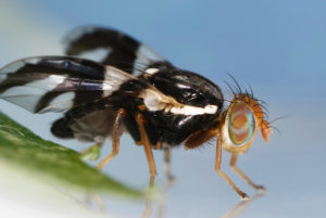 Black fly with three black prongs on the wings, orange-ish legs, and an orange head.