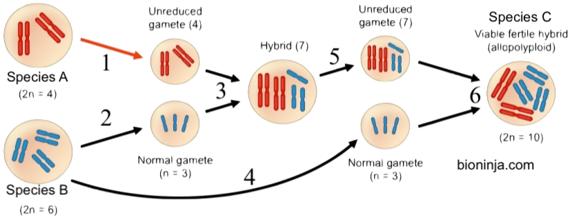 Species A (2n = 4) has two pairs of red chromosomes. Arrow 1 leads to Unreduced gamete (4) and arrow 3 leads to Hybrid (7) cell. Species B (2n = 6) has three pairs of blue chromosomes. Arrow 2 leads to Normal gamete (n = 3), and arrow 3 leads to Hybrid (7) cell containing two pairs of red chromosomes and three blue chromosomes. Arrow 4 leads from the original species B cell to another Normal gamete (n = 3) cell. Arrow 6 leads to Species C cell. Arrow 5 leads from the Hybrid (7) to Unreduced gamete (7) cell, and arrow 6 leads to Species C: Viable fertile hybrid (allopolyploid) (2n=10) which contains two pairs of red chromosomes and three pairs of blue chromosomes.
