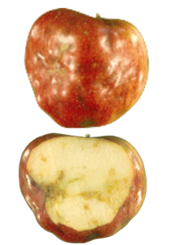 Top apple has the skin on and looks puckered. Botton apple is cut open to show a cross-section with discoloration extending into the apple flesh.