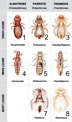 Table of lice. Top row: Albatross (Procellariformes), Parrots (Psittaciformes), Tinamous (Tinamiformes). Second row: Head Louse, 1. Docophoroides, 2. Forficuloecus, 3. Pseudophilopterus. Third row: Wing louse, 4. Harrisoniella, 5. Psittaconirmus, 6. Pseudolipeurus. Fourth row: Body louse, (blank box), 7. Psittoecus, 8. Discocorpus. The body lice have rotund bodies, the head lice have fairly equal widths of head and bodies, and the wing lice are much narrower in shape.