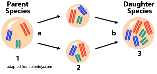 Parent Species cell 1 contains three pairs of chromosomes: blue, red, and green. Arrows "a" lead to stage 2 which shows two cells identical to the cell in stage 1. Arrows "b" lead to stage 3 which shows the Daughter Species with cell 3 that contains 6 pairs of chromosomes: 2 blue, 2 red, and 2 green.
(adapted from bioninja.com)