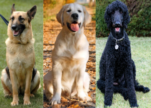Three dogs sitting in a row, from left to right: a German Shepherd, a Golden Retriever, and a Poodle.