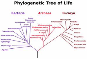 Phylogenetic tree of showing the three domains: Bacteria (purple), Archaea (red), and Eukaryota (brown). Archea and Eukaryota are more closely related to each other than to Bacteria.