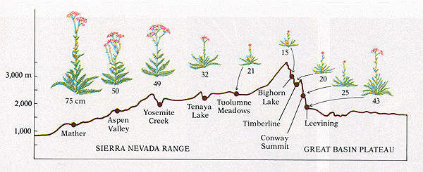 Graph comparing heights of yarrow plants throughout the Sierra Nevada Range and the Great Basin Plateau along the y-axis of the altitudes where they grow.