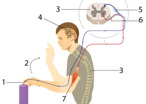 Numbered diagram showing the process of a person hitting a button. 1. Person's finger touches the button. 2. Finger lifts off the button. 3. Spine. 4. Brain. 5. Blue line from finger in Step 1 to portion of brain. 6. Red line from arm muscle (number 7), to part of brain.