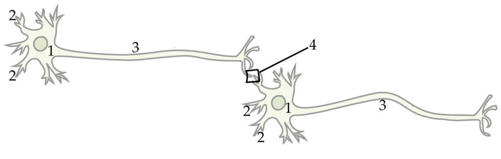 Described under the heading 5c. Synaptic Signaling.