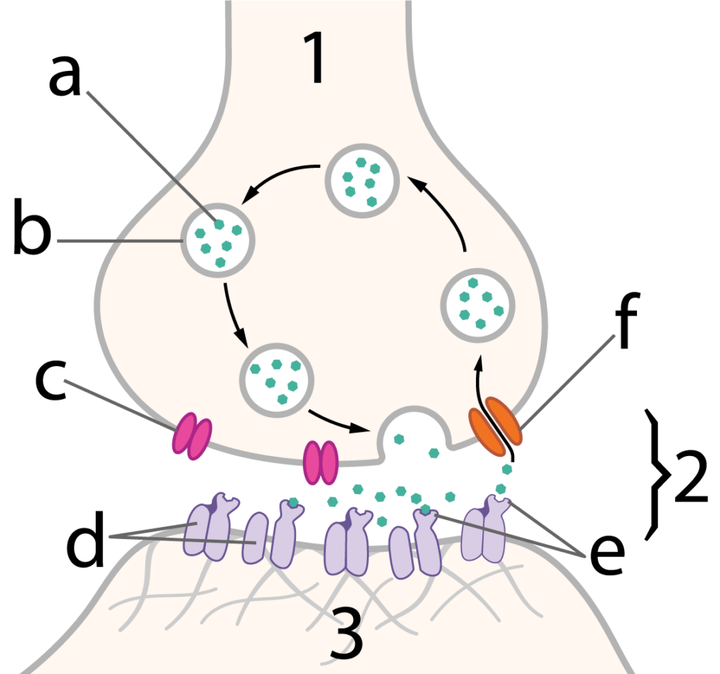 Described under the heading 5c. Synaptic Signaling.