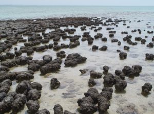 Many clumps of stromatolites in very shallow water with the ocean extending in the horizon.