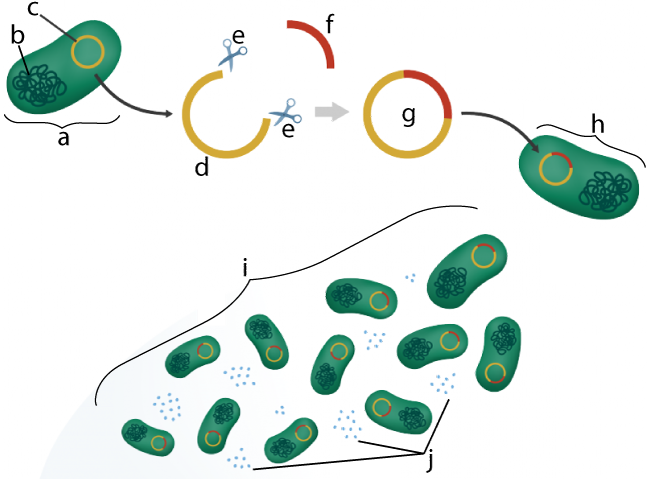 Bacterial cell "a" contains a long twisting loop "b" and small orange circle "c". The "c" is removed, and cut at "e" to become "d". Short red arc "f" is added to "d" to become orange and red circle "g". "g" is inserted into a bacterium as "h". "i" shows many copies of "h". "j" points to many clumps of small blue dots.