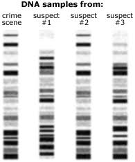 DNA samples from: crime scene, suspect #1, suspect #2, suspect #3. The DNA fingerprints look like vertical columns with horizontal bands varying  from white to black.
