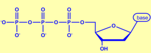 Consists of three phosphate groups, a deoxyribose sugar, and a base.