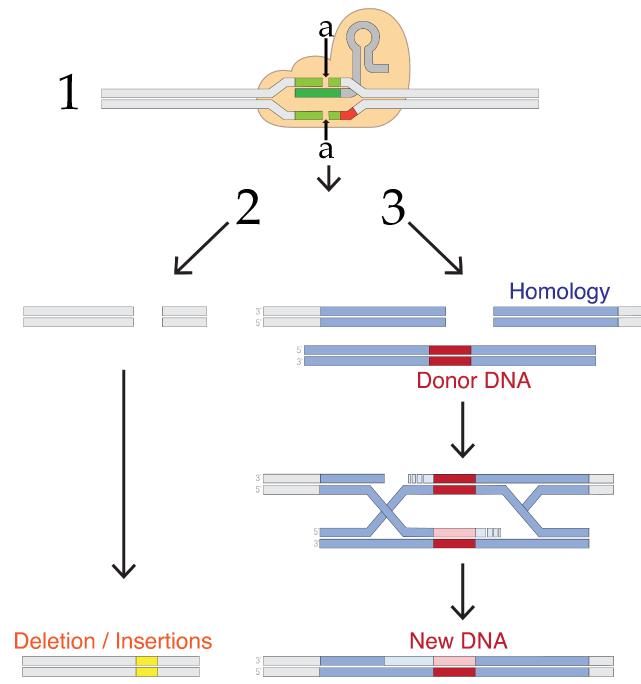 1. Protein attached to DNA locates gaps "a".
2. DNA is cut into pieces bluntly, leading to Deletion/Insertions.
3. Alternatively, the segments on either side of the cut end are homologies into which donor DNA is added. This eventually leads to new DNA.