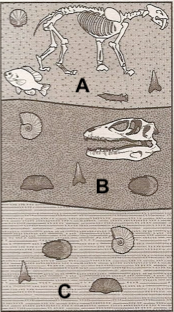Three layers of sediment with different fossils. Top layer A contains a four-legged animal, fish, and some smaller oceanic creatures including a fan-shaped shell. Middle layer B contains a very large skull, a spiral shell, and trilobyte and other fossils. Bottom layer C just contains the oceanic fossils including a spiral shell.