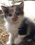 Calico kitten with patches of white, orange, and black.