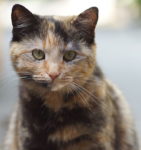 Tortoiseshell cat with patches of orange, cream, and black.