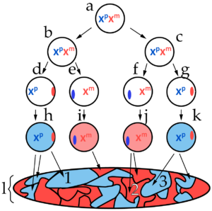 Downward branching diagram with cells labeled with letters and each containing one or two X chromosomes with superscript p to indicate paternal origin or superscript m to indicate maternal origin. Cell a leads to cells b and c. All three have one paternal and one maternal chromosome. Cell b produces cells d and e. Cell c produces cells f and g. Cells d and g each have a paternal X chromosome and maternal Barr body. Cells e and f each have a maternal X chromosome and a paternal Barr body. 
Cells d and g lead to cells h and k, respectively, which are colored blue (paternal). Cells e and f lead to cells i and j, respectively, which are colored red (maternal). All of these cells lead to a mosaic of red and blue on a palette below.