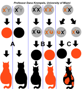 Males (A) are either orange (one dominant B allele) or black (one recessive b allele). Homozygous females (B) are either black (two recessive b alleles) or orange (two dominant B alleles). Heterozygous females (C) are tortoiseshell (mix of dominant and recessive alleles). Credit: Professor Dana Krempels, University of Miami.