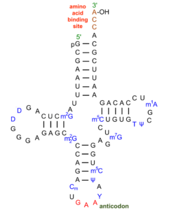 Transfer RNA showing base pairing and three loops.