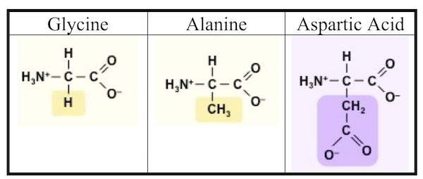 Glycine has R group H. Alanine has R group CH3. Aspartic acid has R group CH2COO minus.