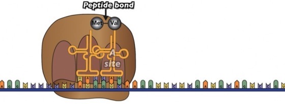 Described under the heading 7.2 Elongation.