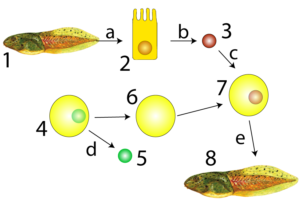 Described under heading 2. (Almost) All Cells in an Organism are Genomically Equivalent.