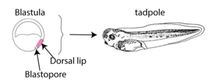 Blastula with a dorsal lip and blastopore adjacent at the bottom right of the cell. The blastula is inserted into the tadpole.