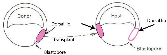 A donor blastula has its dorsal lip transplanted to a host blastula opposite to the host's pre-existing dorsal lip.