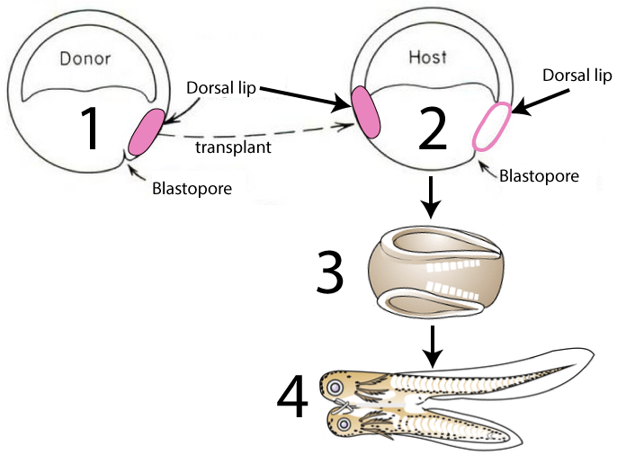 A donor blastula ("1") has its dorsal lip transplanted to a host blastula ("2") opposite to the host's pre-existing dorsal lip. The embryo ("3") develops symmetrically into a conjoined newt ("4").