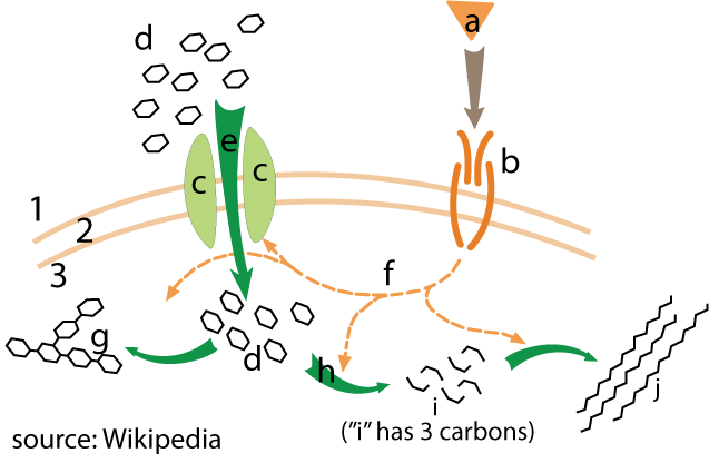 Insulin signal transduction cascade. source: Wikipedia. Described under the heading 6. Insulin’s Effect on Liver, Fat, and Muscle Tissue.