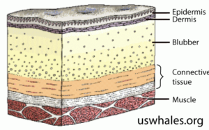 Cross-section of outer layers of a whale. From the outermost layer towards the inside, the layers with relative thicknesses are: thin epidermis, thin dermis, thick blubber, medium connective tissue, medium muscle. Credit: uswhales.org.