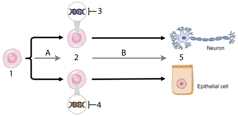 Stem cell 1 splits along two pathways. A leads to undifferentiated cells 2, one has gene 3 activated and the other has gene 4 activated. Process B then leads to differentiated cells 5, either a neuron or an epithelial cell.