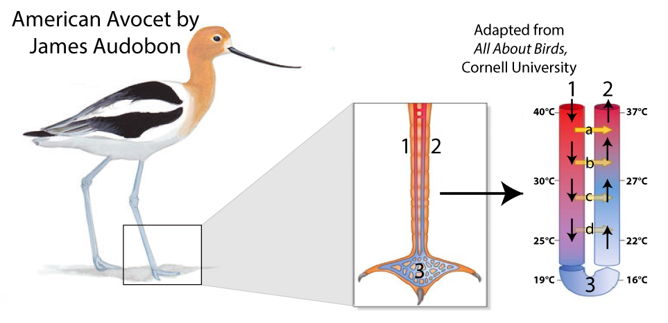 Illustration of an American Avocet by James Audobon. One foot and lower leg is selected and enlarged. The artery "1" brings warmer blood to the cool region of the foot "3". The vein "2" brings blood back from the foot and is warmed by "1". A temperature diagram in the shape of a U tube clarifies. Arterial blood "1" enters the left side at 40 degrees Celsius. The temperature decreases to 19 degrees Celsius on the bottom left and 16 degrees Celsius on the bottom right. The bottom represents the temperature of the foot, "3". Blood travels back up the right side and steadily increases in temperature to 37 degrees Celsius at the top. Arrows a, b, c, and d show heat transfer from the left arterial side to the right venous side. Adapted from All About Birds, Cornell University.