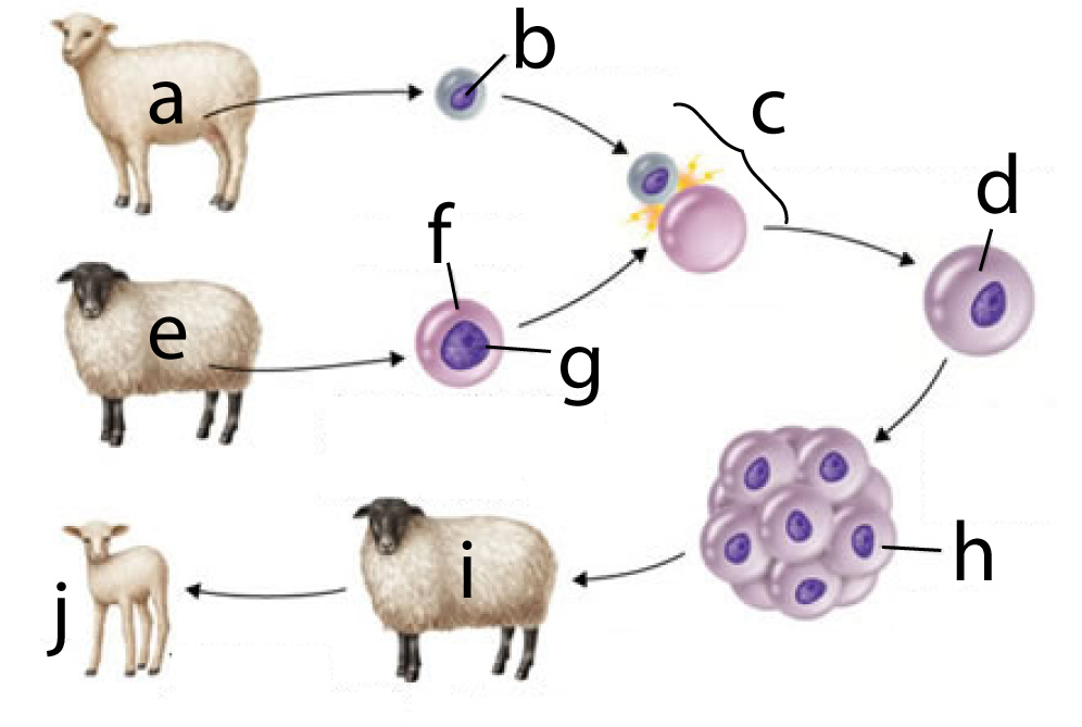 Described under heading 2. (Almost) All Cells in an Organism are Genomically Equivalent.