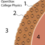 Outer layers of a mammal. 1 is fur, 2 shows small circular arrows within 1, 3 is the external environment, and 4 is flesh. Credit: OpenStax College Physics.