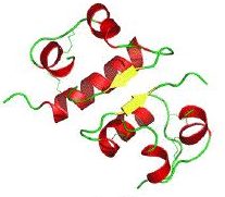 Protein structure of insulin.