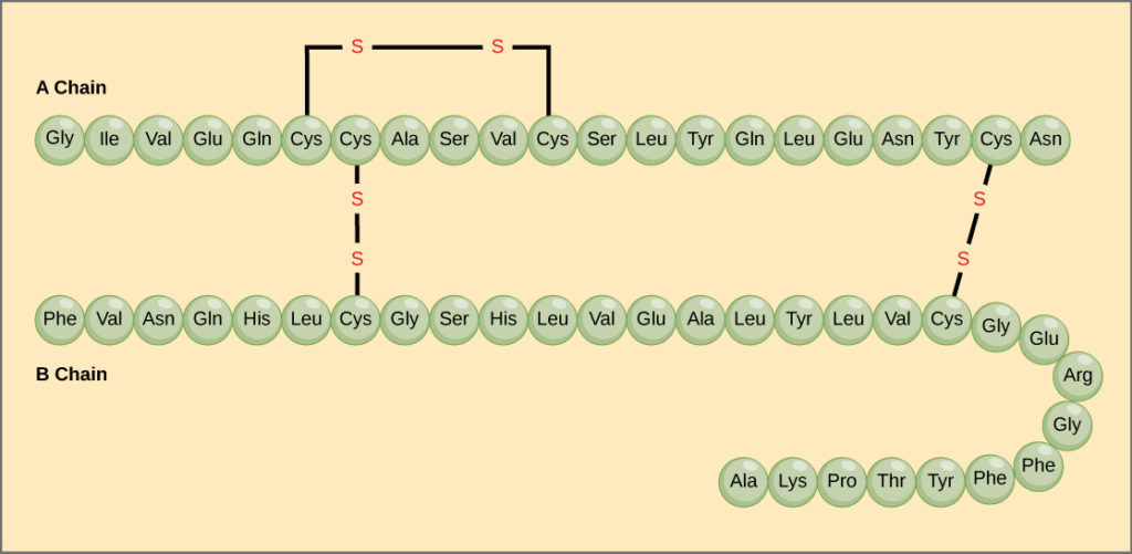 Insulin monomer. A chain has the amino acids: Gly, Ile, Val, Glue, Gln, Cys, Cys, Ala, Ser, Val, Cys, Ser, Leu, Tyr, Gln, Leu, Glu, Asn, Tyr, Cys, Asn. The first and third Cys are connected by a disulfide bridge. The second and last Cys are each connected by disulfide bridges to the first and second Cys in the B chain, respectively. B chain includes the amino acids: Phe, Val, Asn, Gln, His, Leu, Cys, Gly, Ser, His, Leu, Val, Glu, Ala, Leu, Tyr, Leu, Val, Cys, Gly, Glu, Arg, Gly, Phe, Phe, Tyr, Thr, Pro, Lys, Ala.