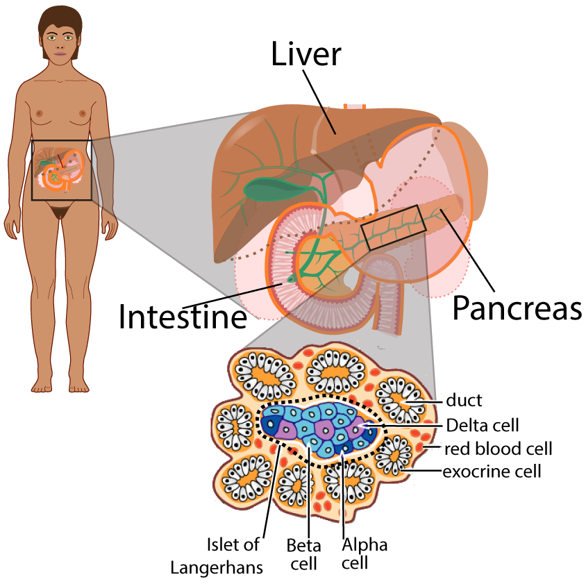 Illustration of standing person with digestive system revealed. Enlargement shows liver, intestine, and pancreas. Enlargement of pancreas shows ovals of exocrine cells with ducts in the center, red blood cells throughout, and in the center a mix of Alpha, Beta, and Delta cells and the Islet of Langerhans.
