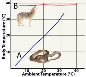 Graph of Body Temperature in degrees Celsius over Ambient Temperature in degrees Celsius. As the ambient temperature increases, the body temperature of the snake (line A) rises steadily such that both temperatures are approximately equal. However, the body temperature of the wolf (line B) remains steadily a little below 40 degrees Celsius throughout ambient temperatures ranging from 2 to 40 degrees Celsius.