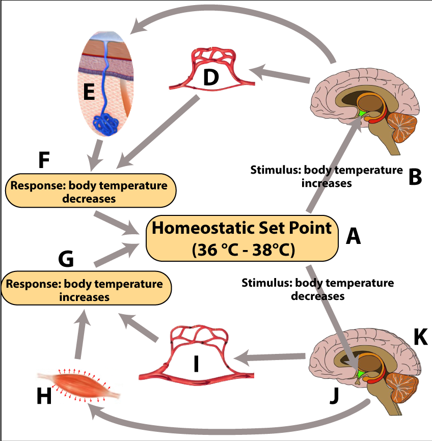 Body temperature feedback diagram. A is the homeostatic set point (36 to 38 degrees Celsius). With the stimulus of body temperature increases (B), the hypothalamus in the brain signals blood vessels to dilate (D) and for sweat glands to activate (E), both of which lead to F: the response of body temperature decreases in order to return to A. If the stimulus is the body temperature decreases, A leads to the hypothalamus (J) in the brain (K) signaling for the constriction of blood vessels (I) and shivering in muscles (H). H and I result in the response of body temperature increases (G), eventually returning body temperature to A.