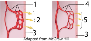 Comparison of vasodilation (left) and vasoconstriction (right). Credit: Adapted from McGraw Hill. Described under the heading C. Vasodilation and Vasoconstriction.