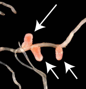 Thin tubular pea plant root with arrows pointing toward three stubby protrusions (nodules) extending from its length.