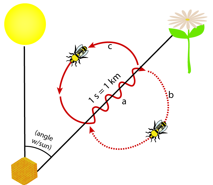 Hive at bottom right, with sun directly above. An angle with sun is drawn that leads directly to a flower. Between the hive and the flower, a honeybee moves in a squiggly in the direction of the flower (a), then loops back around to its original position clockwise (b), repeats, but this time loops around counterclockwise (c). 1 s = 1 km.