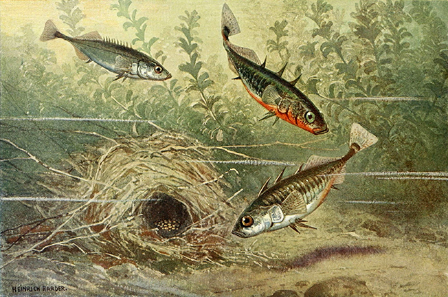 Male stickleback and two female sticklebacks swimming around a nest. Heinrich Harder.