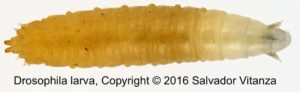 Drosophila larva, Copyright 2016 Salvador Vitanza.