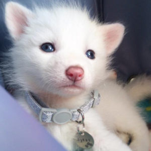 Very young white-haired fox pup with thin gray collar.