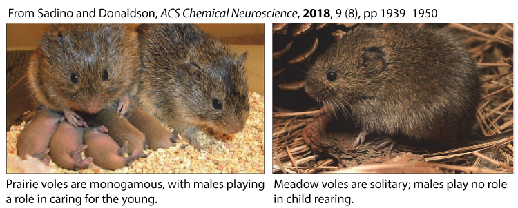 From Sadino and Donaldson, ACS Chemical Neuroscience, 2018, 9 (8), pp 1939-1950. Left image: Two adult voles with many young. Captioned: Prairie voles are monogamous, with males playing a role in caring for the young. Right image: Darker brown vole. Captioned: Meadow voles are solitary; males play no role in child rearing.
