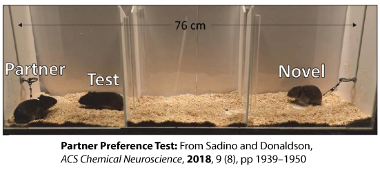Partner Preference Test: From Sadino and Donaldson, ACS Chemical Neuroscience, 2018, 9 (8), pp 1939-1950. Entire container is 76 cm across, with three equal segments. Left segment contains Partner and Test voles. Middle segment is empty. Right segment contains Novel vole.