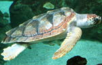 Loggerhead sea turtle swimming in turquoise water.